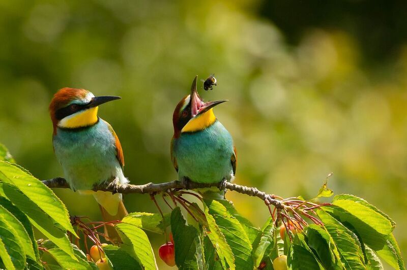 Bee-eater фото превью