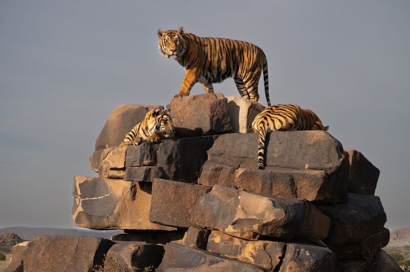 Бенгальский тигр, Африка, ЮАР photo preview