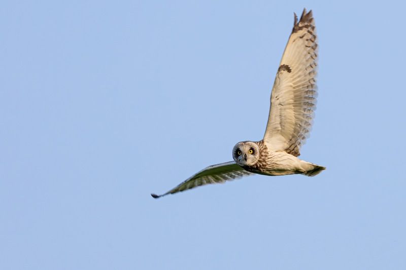 Болотная сова, сова, птицы Болотная соваphoto preview