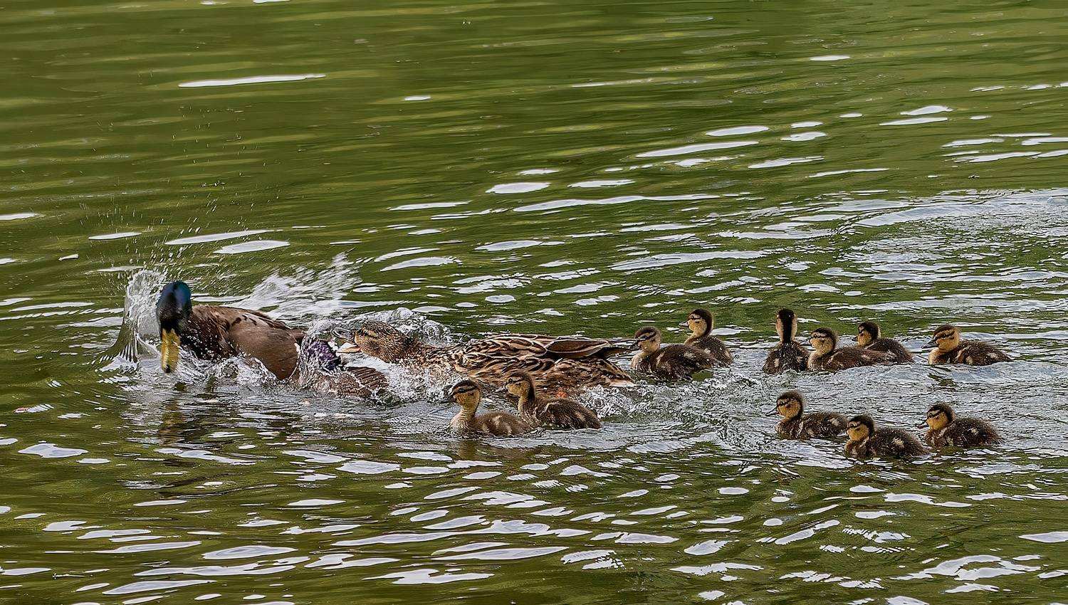 утята, утка, селезень, пруд, Широких Александр
