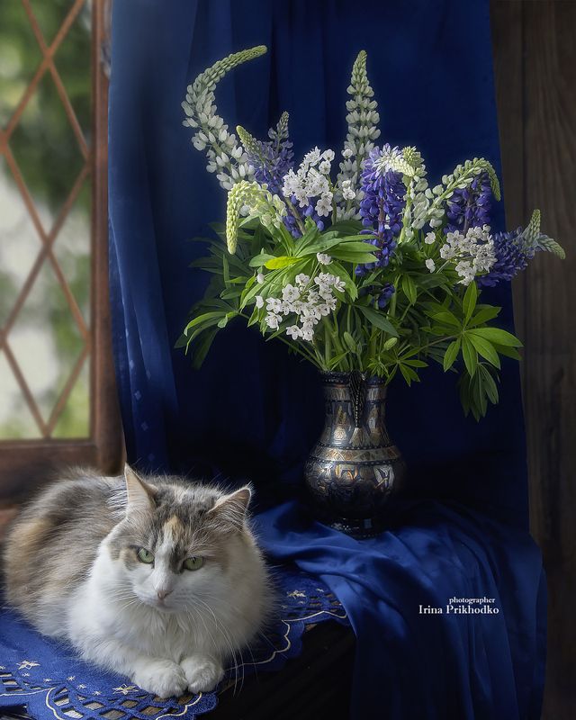 кошки, домашние животные, букеты, питомцы, трехцветные кошки, котопортрет Грустное начало летаphoto preview