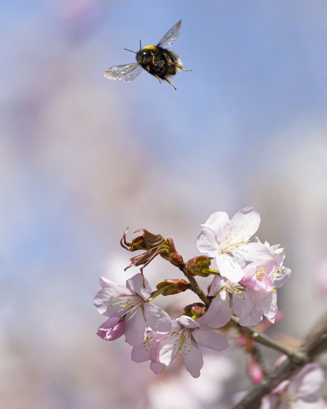 сакура, шмель, весна, цветение, цветущая сакура photo preview