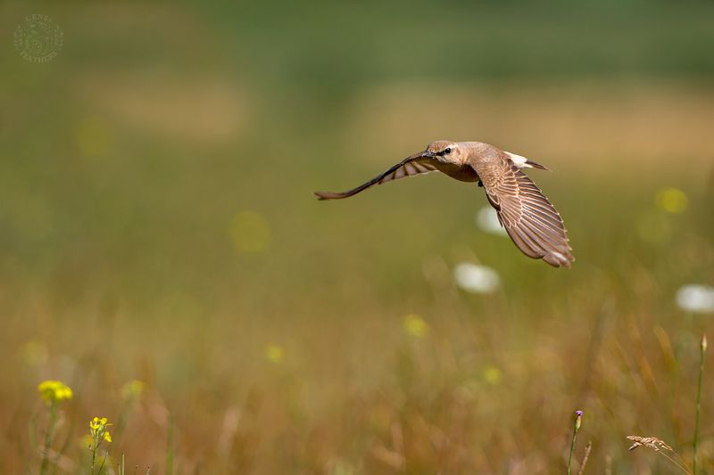 Северная каменка -Lens and Feathersphoto preview