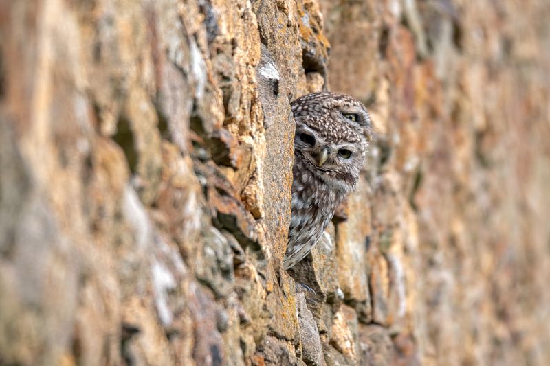 owl; raptor; bird; little owl; nature; animal Little Owlphoto preview