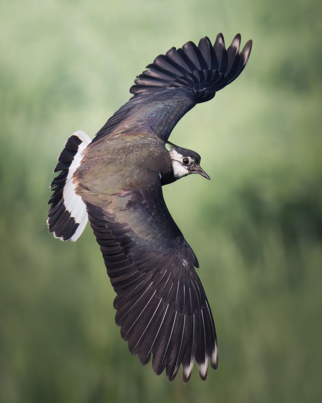 Чибис (Vanellus vanellus)photo preview