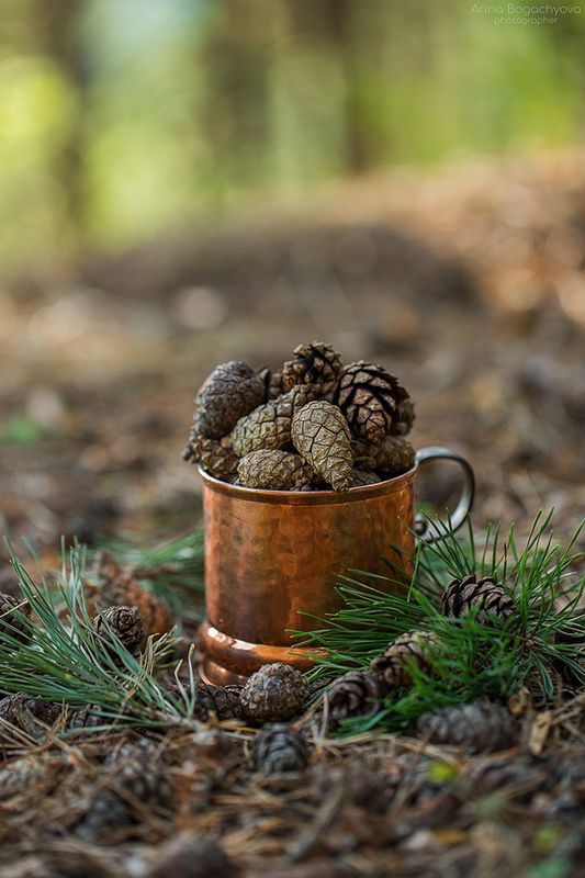 Про лесные шишки...)photo preview