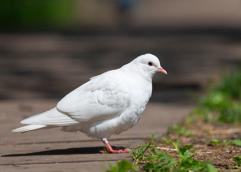 голубь, белый голубь, птица, птицы, лес, природа, фотоохота, лето, новосибирск Белоснежныйphoto preview