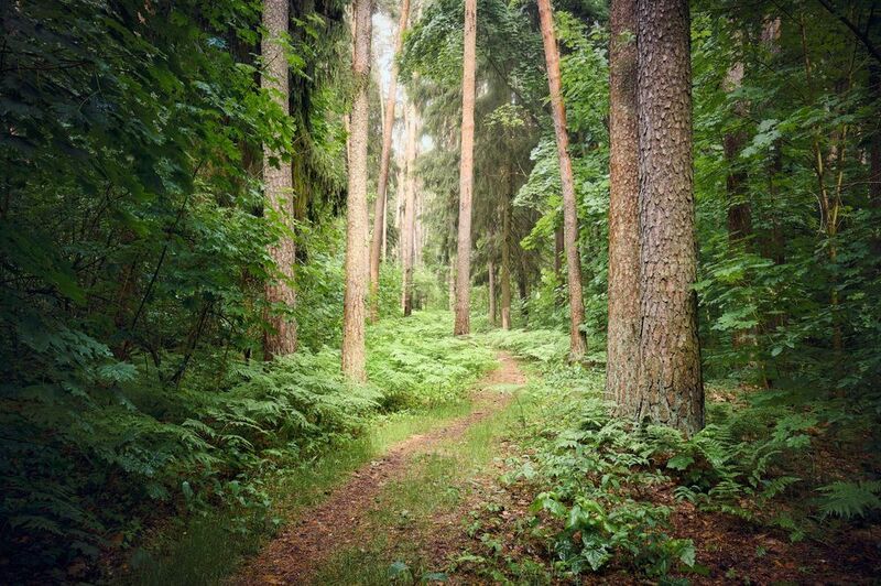 лес, деревья, листва, свет После летнего дождяphoto preview