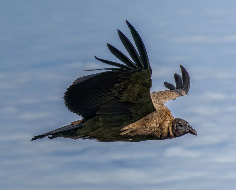 Condor Juvenilphoto preview