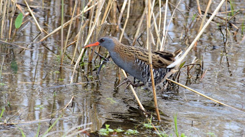 Водяной пастушокphoto preview
