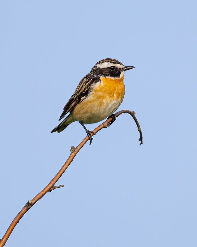 луговой чекан, чекан, птицы Луговой чеканphoto preview