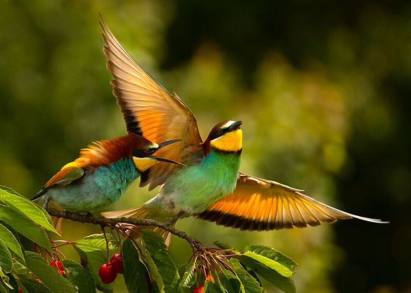 Bee-eater фото превью