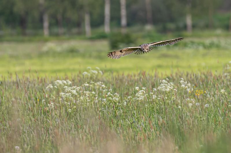 болотная сова, охота, сова, птицы На охотеphoto preview