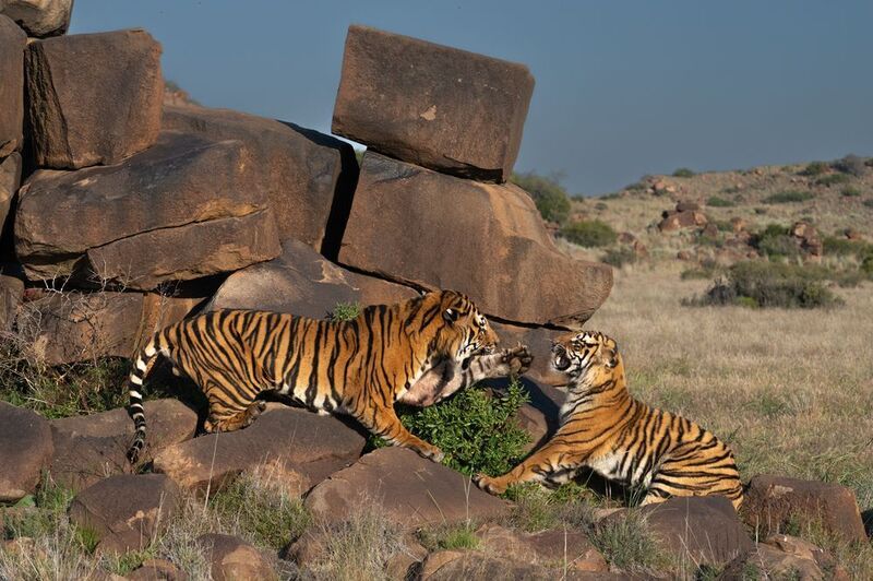 Бенгальский тигр, Африка, ЮАР photo preview