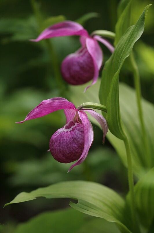 башмачок крупноцветковый владивосток  остров русский Близнецы фото превью