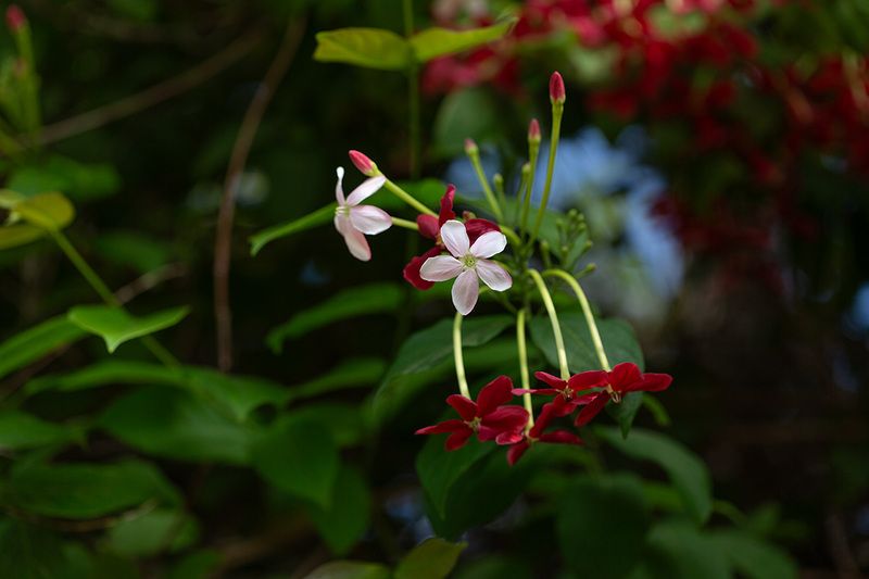 Прогулка по теплице )photo preview