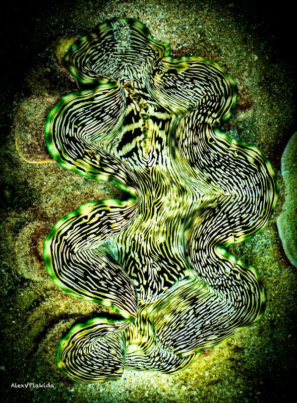 Волны зеленого цветаphoto preview