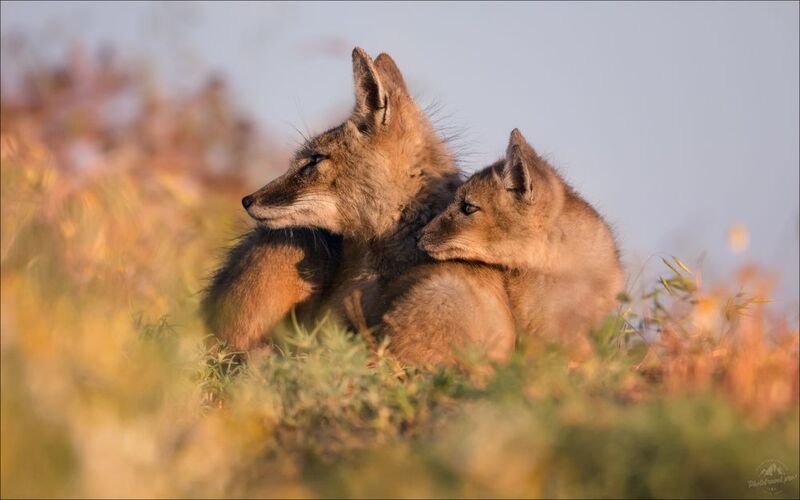 корсак, лиса, степная лиса, взрослый корсак, маныч,заповедник черные земли, корсачок, фото корсака, молодой корсак, степная лисица, vulpes corsac, калмыкия, черные земли,  корсачонок, калмыцкий корсак, корсаки, vulpes corsac kalmykorum, фотографии корсака Слушая степьphoto preview