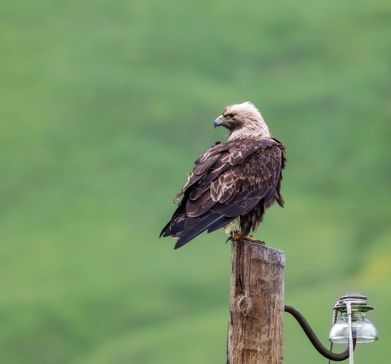 Орёл-Могильник. photo preview