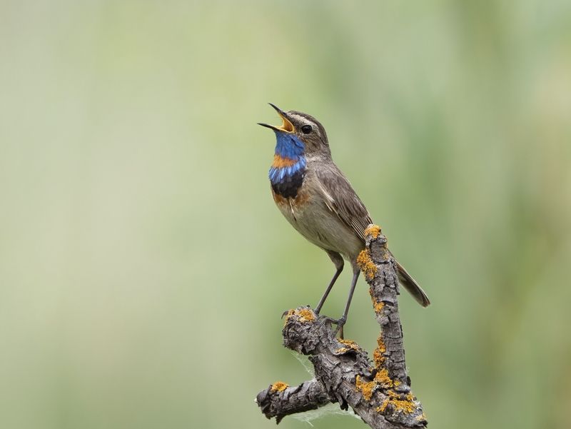 птицы,природа, лето Варакушкаphoto preview