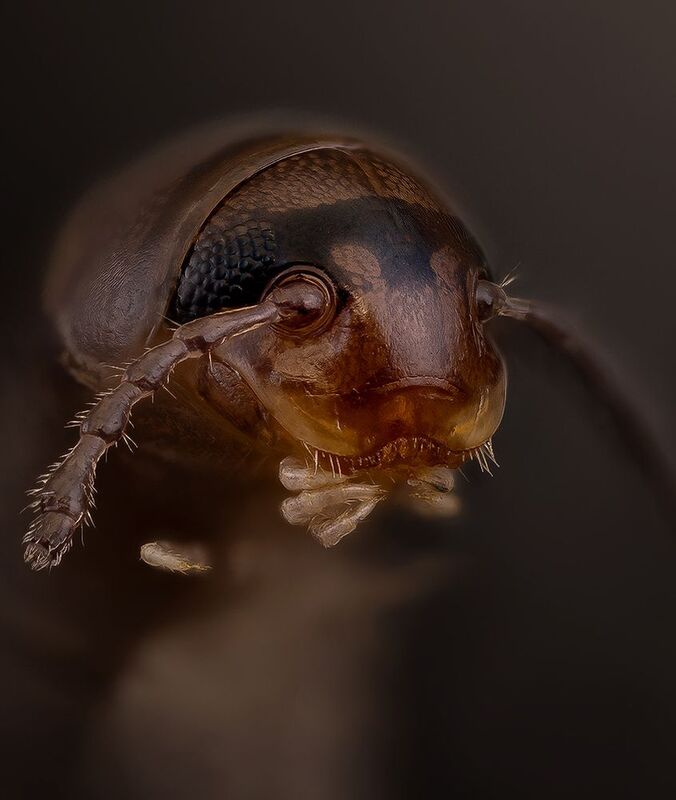 julidae,  cylindroiulus, cylinroiulus caeruleocinctus Многоножкаphoto preview