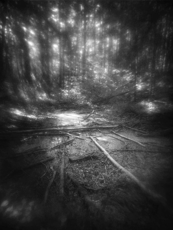 чб, лес, утро, пикториализм Утро в заболоченном лесу.photo preview