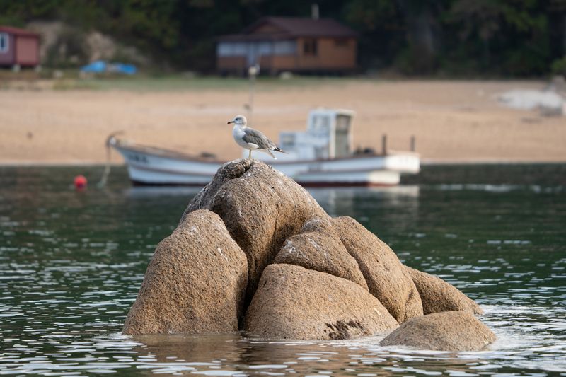 Россия, Приморский край, Лазовский заповедник, бухта Спокойная, чайка В дозоре фото превью