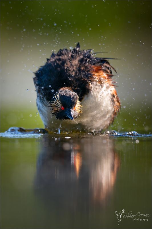 Чудо-юдо болотноеphoto preview