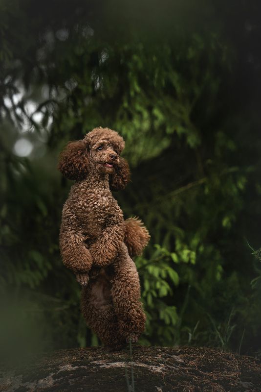 Тошка танцорphoto preview