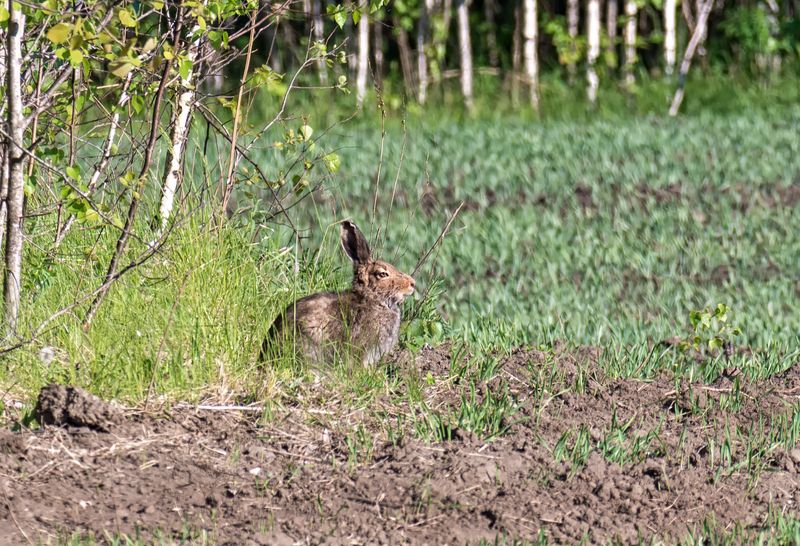 заяц, поле, лето, Зая.  (5 фото) фото превью