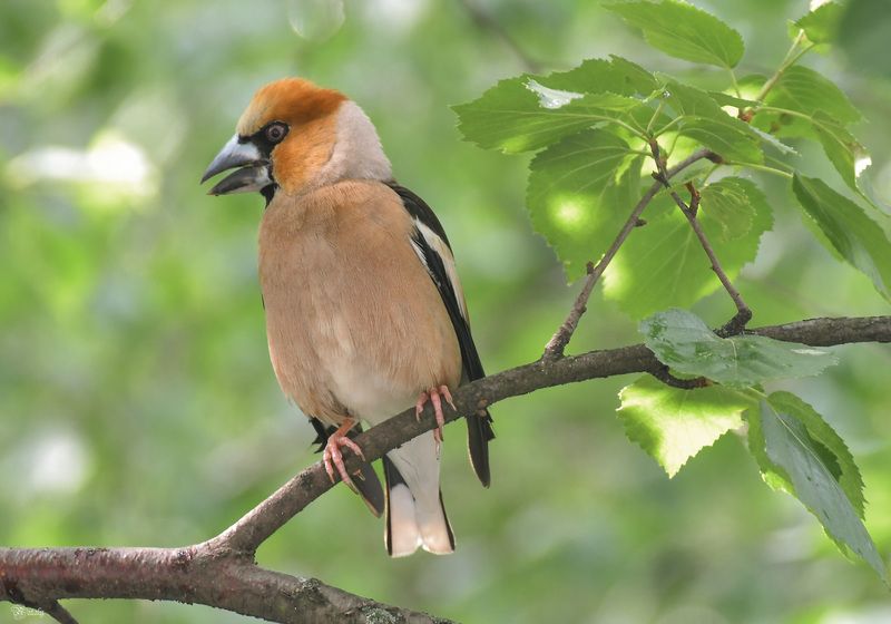 Дубоносphoto preview