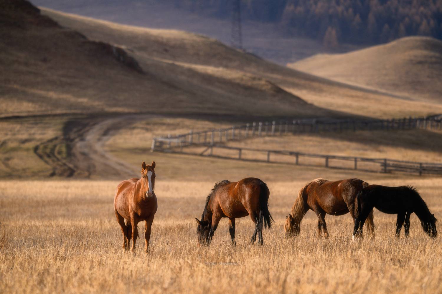 , Юлия Шустерова