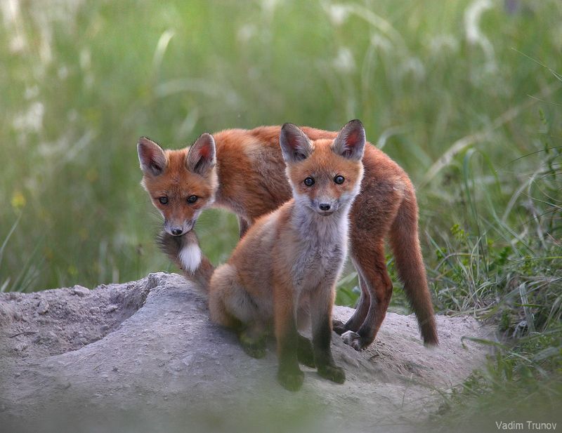 лиса, лисята, fox Укушу тебя за хвост фото превью