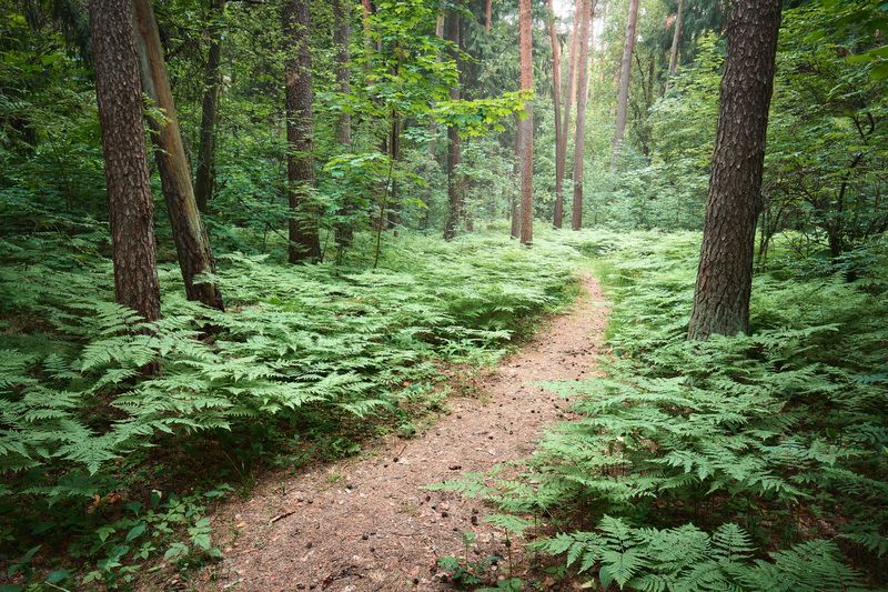 лес, деревья, листва, свет В летнем лесуphoto preview