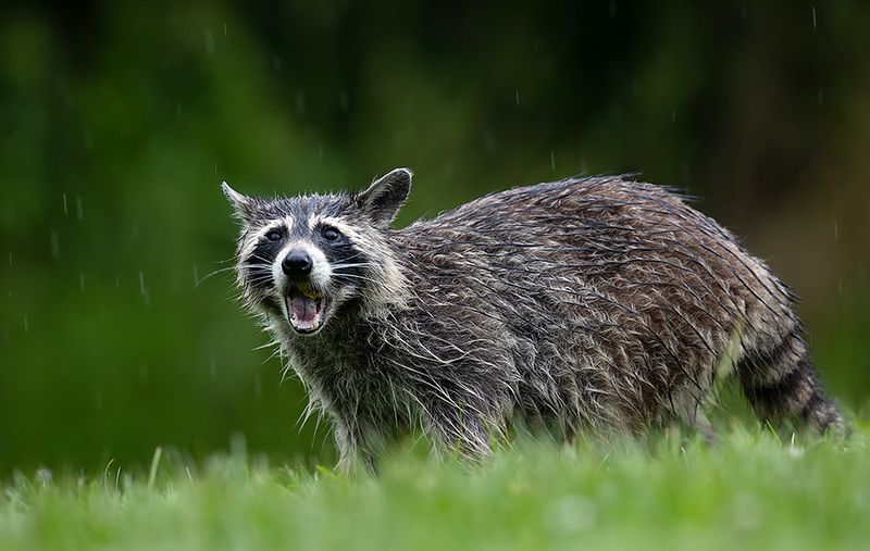 енот обыкновенный, енот-полоскун, raccoon, енот, дикие животные, животные, animals Wet Raccoon. Енот-полоскунphoto preview