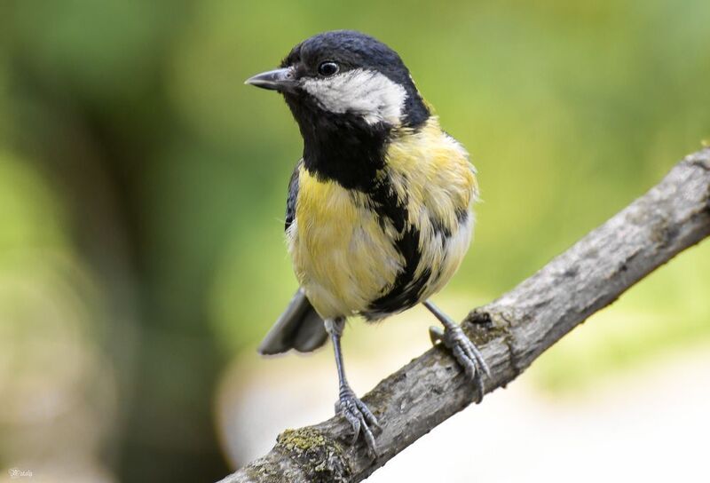 Большая синицаphoto preview