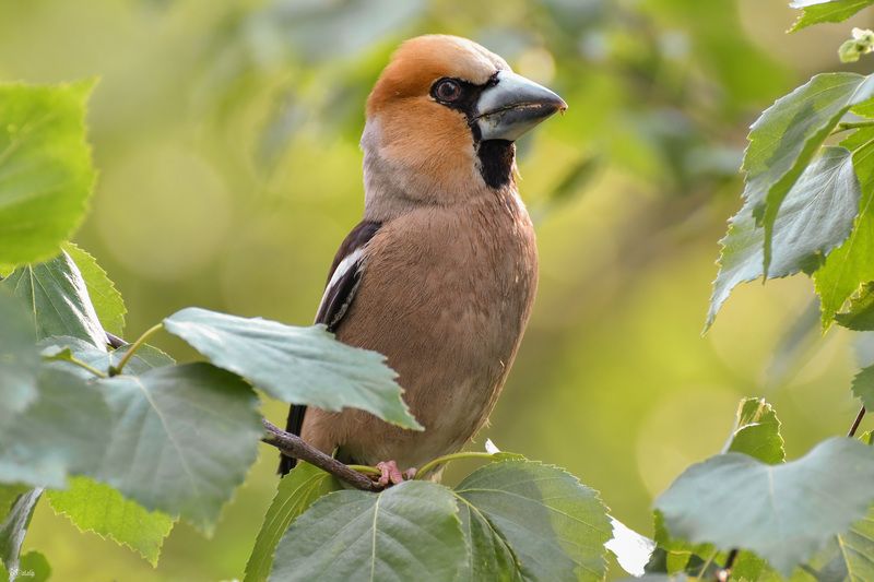 Красавчик дубоносphoto preview