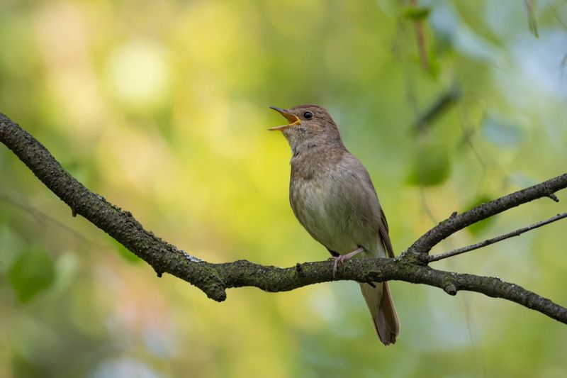 соловей, птицы Соловейphoto preview