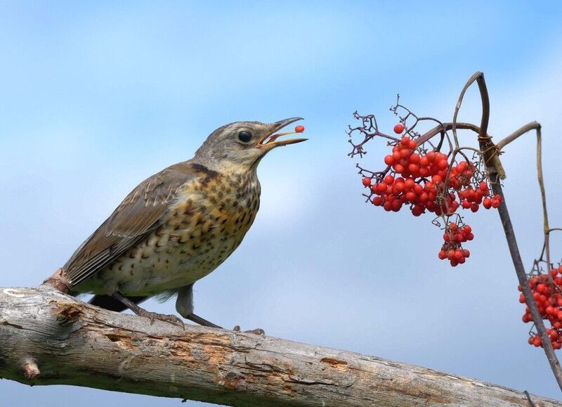 Дегустаторphoto preview