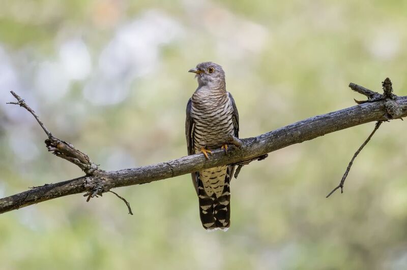 кукушка Кукушкаphoto preview