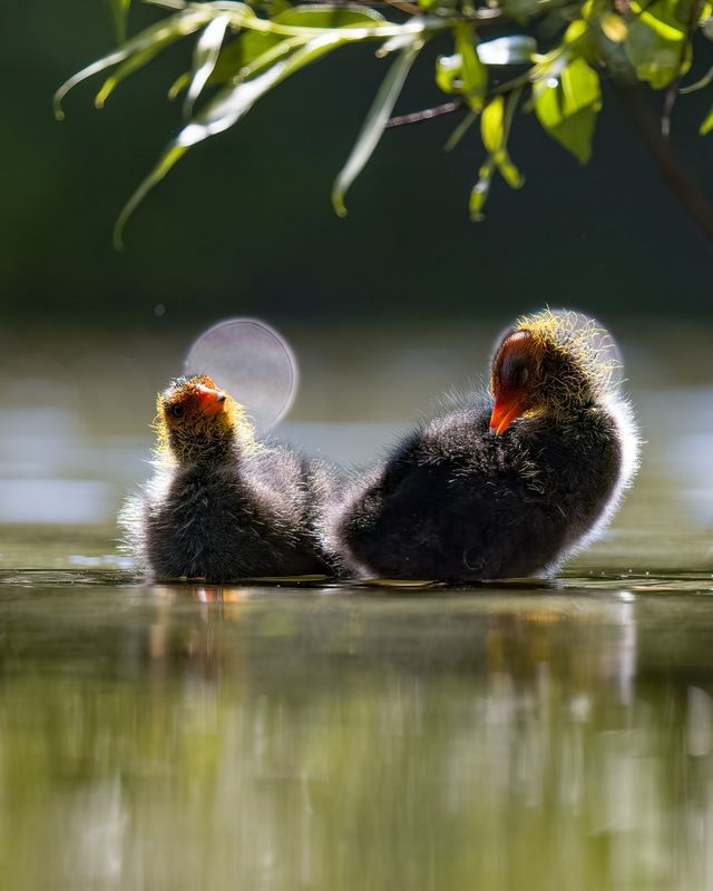 лысуха Лысятаphoto preview