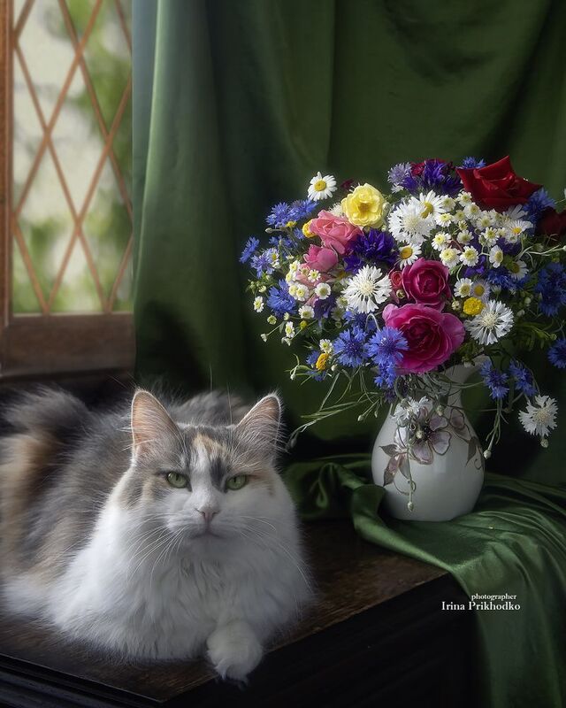 животные, питомцы, кошки, портрет, трехцветная кошка, букеты, летние цветы Портрет пушистой красотки и летний букетикphoto preview