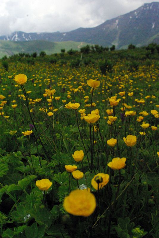 архыз Кусочки Солнца фото превью