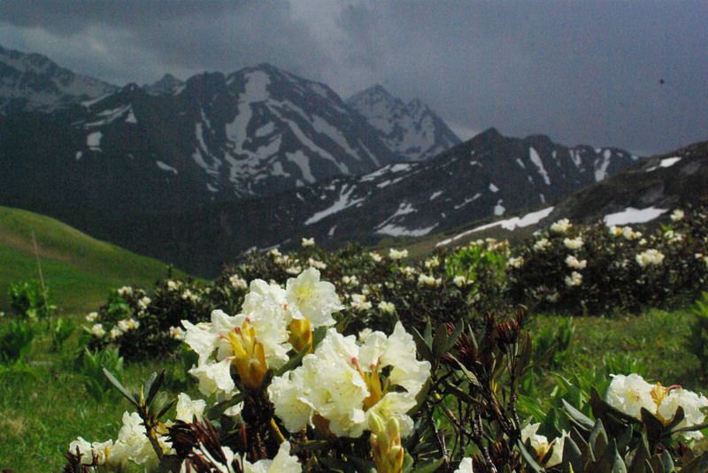 архыз Цветение ... фото превью