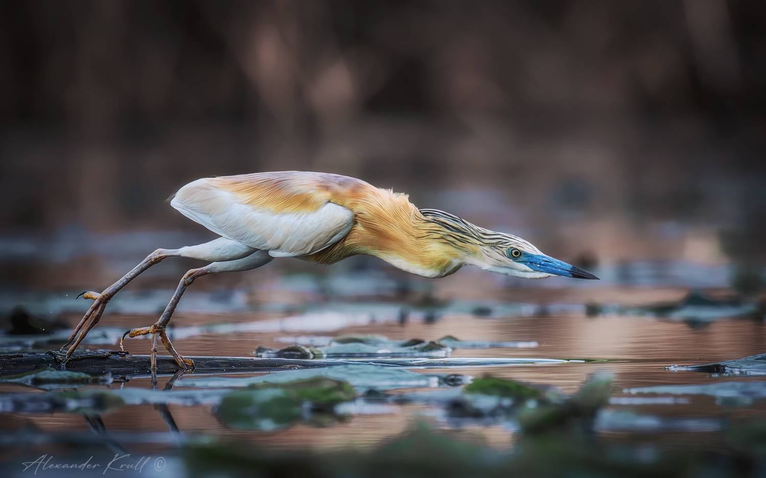 Бросок. Автор: Круль Александр жёлтая цапля, ardeola ralloides, цапля, охота, атака, Круль Александр