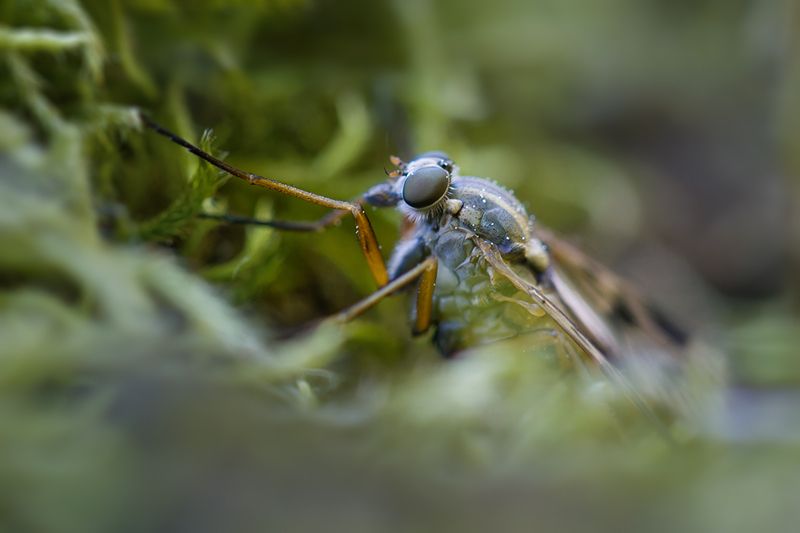 макро, ктырь, макрофотография, macro, asilidae Лесной хищник фото превью