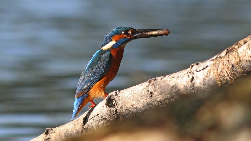 зимородок обыкновенный, зимородок, alcedo atthis, common kingfisher, kingfisher Рыбачокphoto preview