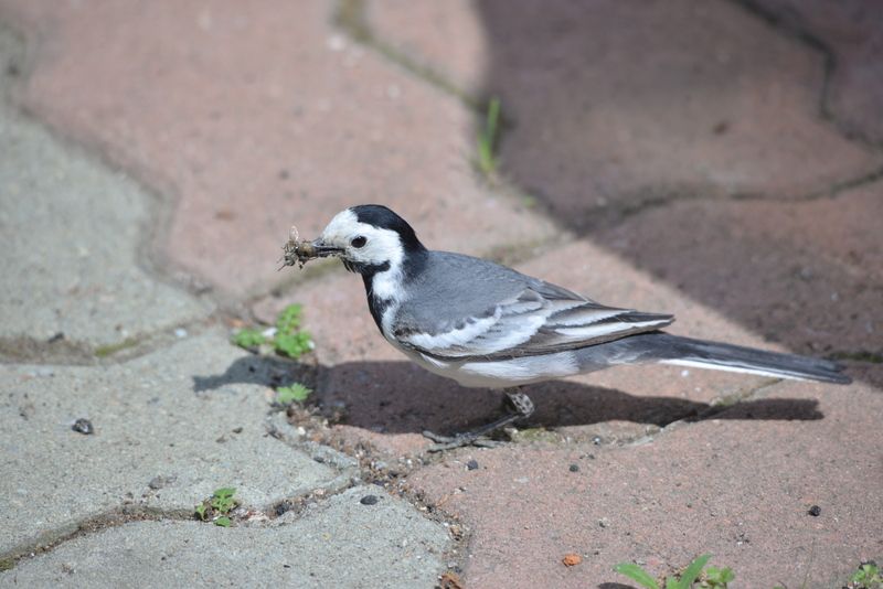 Трясогузкаphoto preview