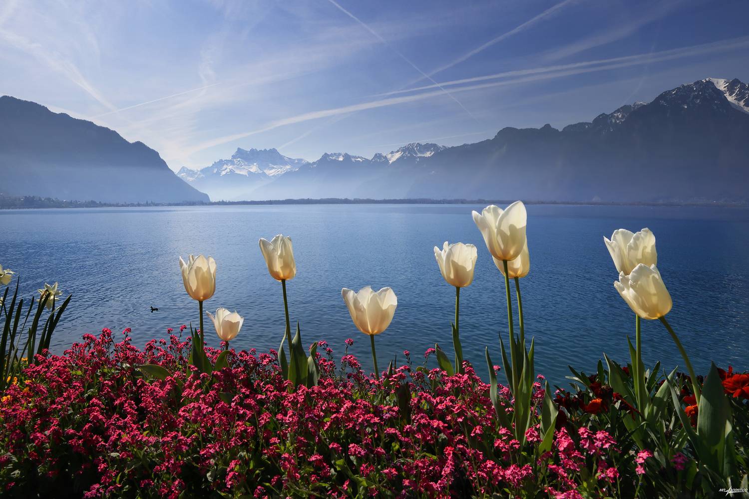 swiss, Матвеев Николай