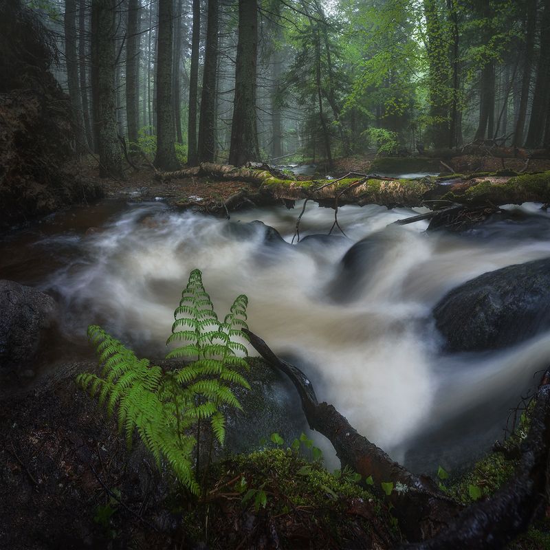 landscape, nature, scenery, forest, wood, mist, misty, fog, foggy, river, longexposure, mountain, rocks, vitosha, bulgaria, туман, лес Rainy spring day / Дождливый весенний деньphoto preview